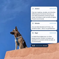 Harnais chien personnalisé gris porté par un berger allemand sur un muret ocre, avis clients 5/5