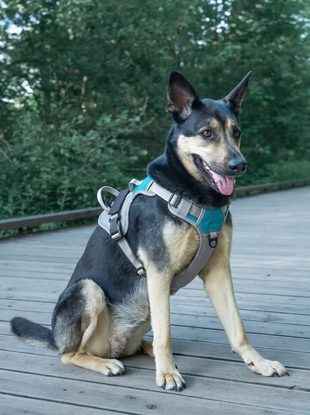 Harnais chien personnalisé gris porté en extérieur sur une terrasse en bois