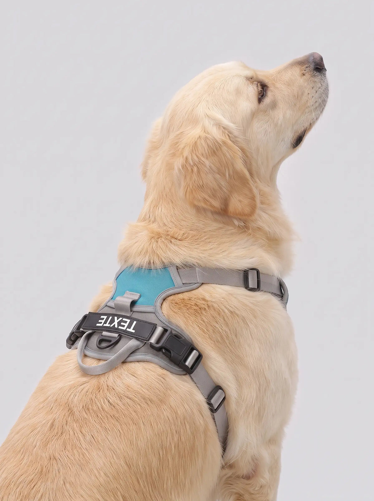 Harnais chien personnalisé gris porté par un golden retriever, photo studio fond clair