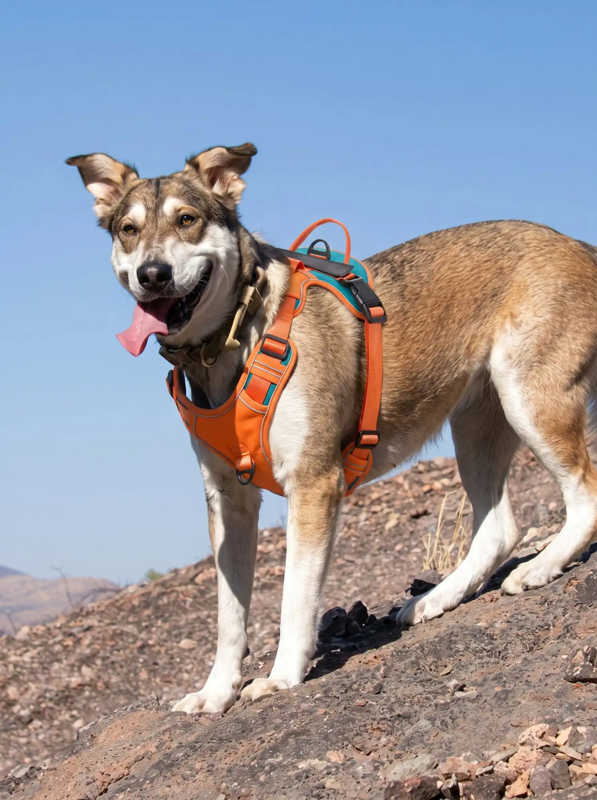 Harnais chien personnalisé orange porté en extérieur sur un sentier de montagne