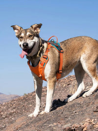 Harnais chien personnalisé orange porté en extérieur sur un sentier de montagne