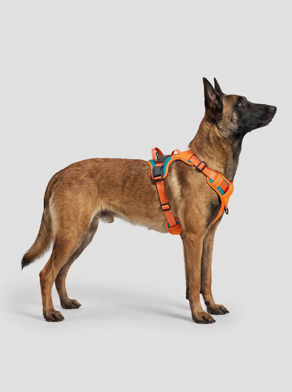 Harnais chien personnalisé orange, vue de profil porté par un Malinois en studio