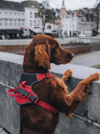 Harnais chien personnalisé rouge porté par un Setter Irlandais en extérieur en ville
