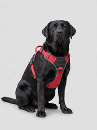 Harnais chien personnalisé rouge porté par un Labrador noir en studio
