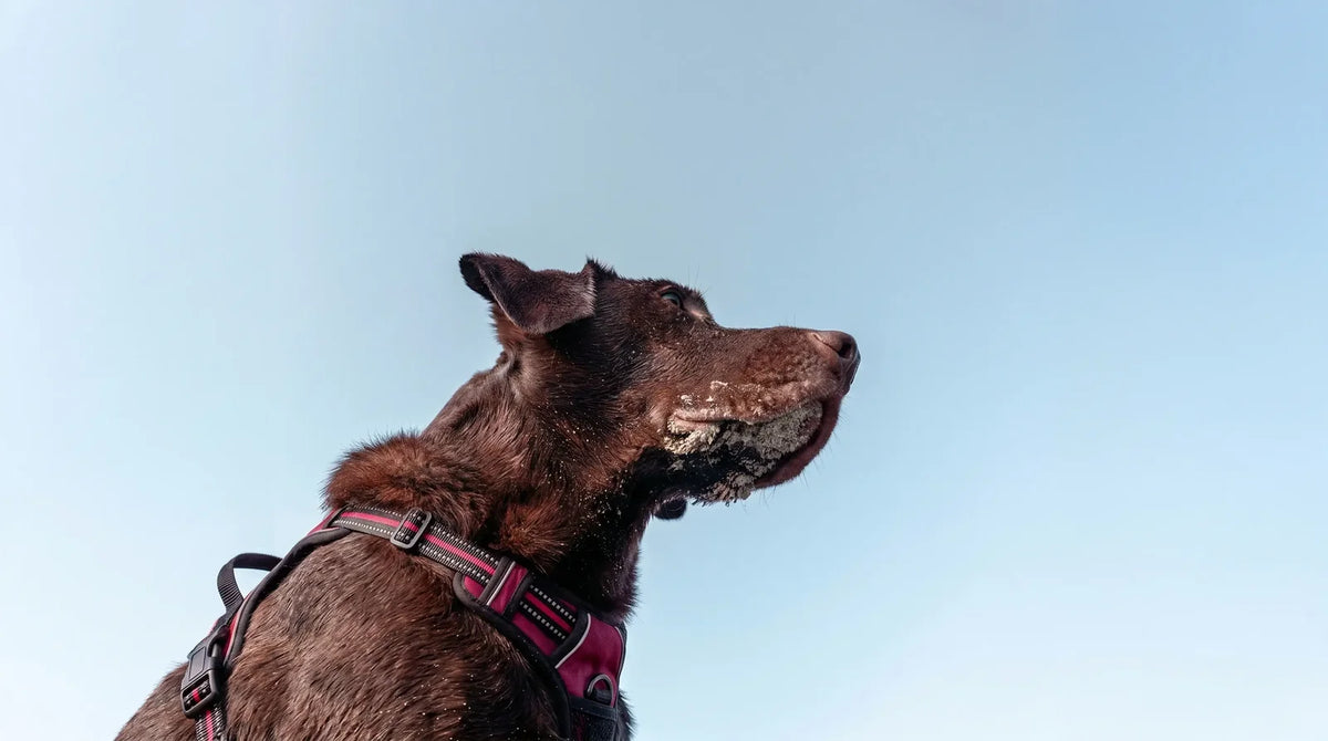 Chien brun portant un harnais regardant vers le ciel — 80% des harnais compressent les épaules à chaque foulée