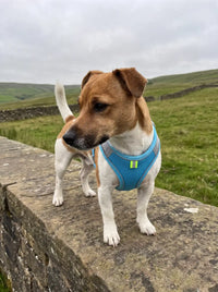 Harnais petit chien KARN Air bleu sur Jack Russell en randonnée