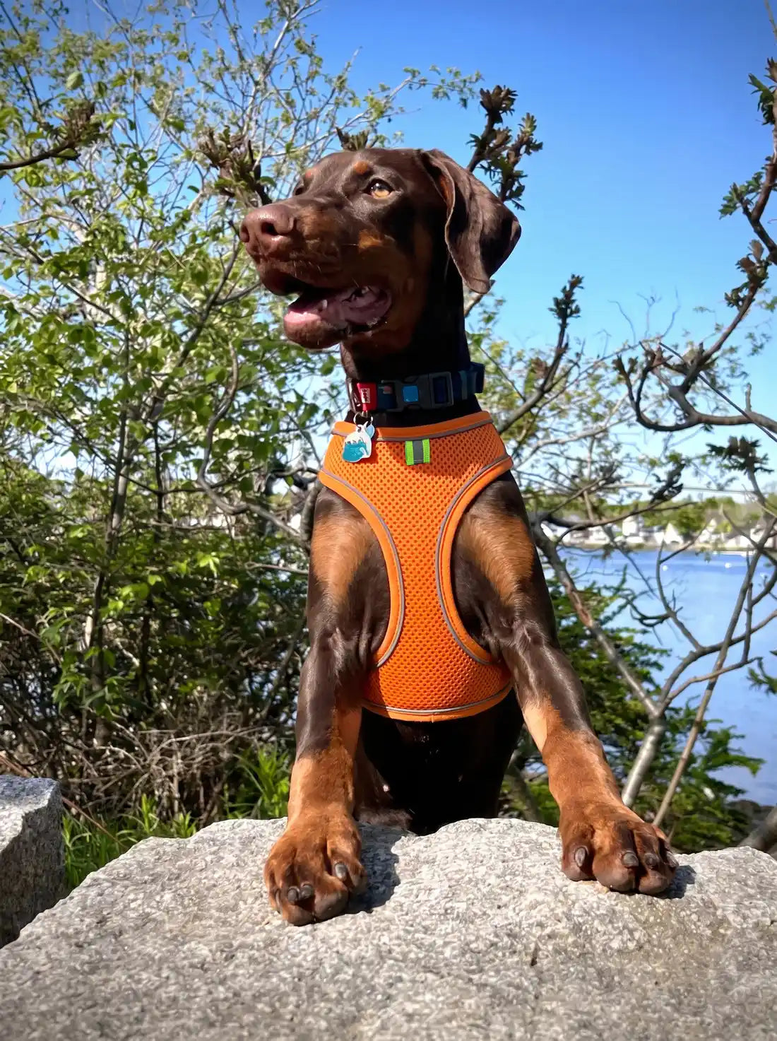 Harnais petit chien KARN Air orange porté en extérieur au solei
