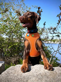 Harnais petit chien KARN Air orange porté en extérieur au solei