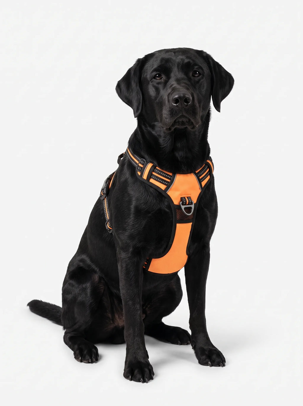 Harnais Anti-Traction Chien | KARN Force Orange