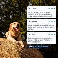 Harnais tactique chien porté par un golden retriever sur une botte de foin, avis clients 4,9/5