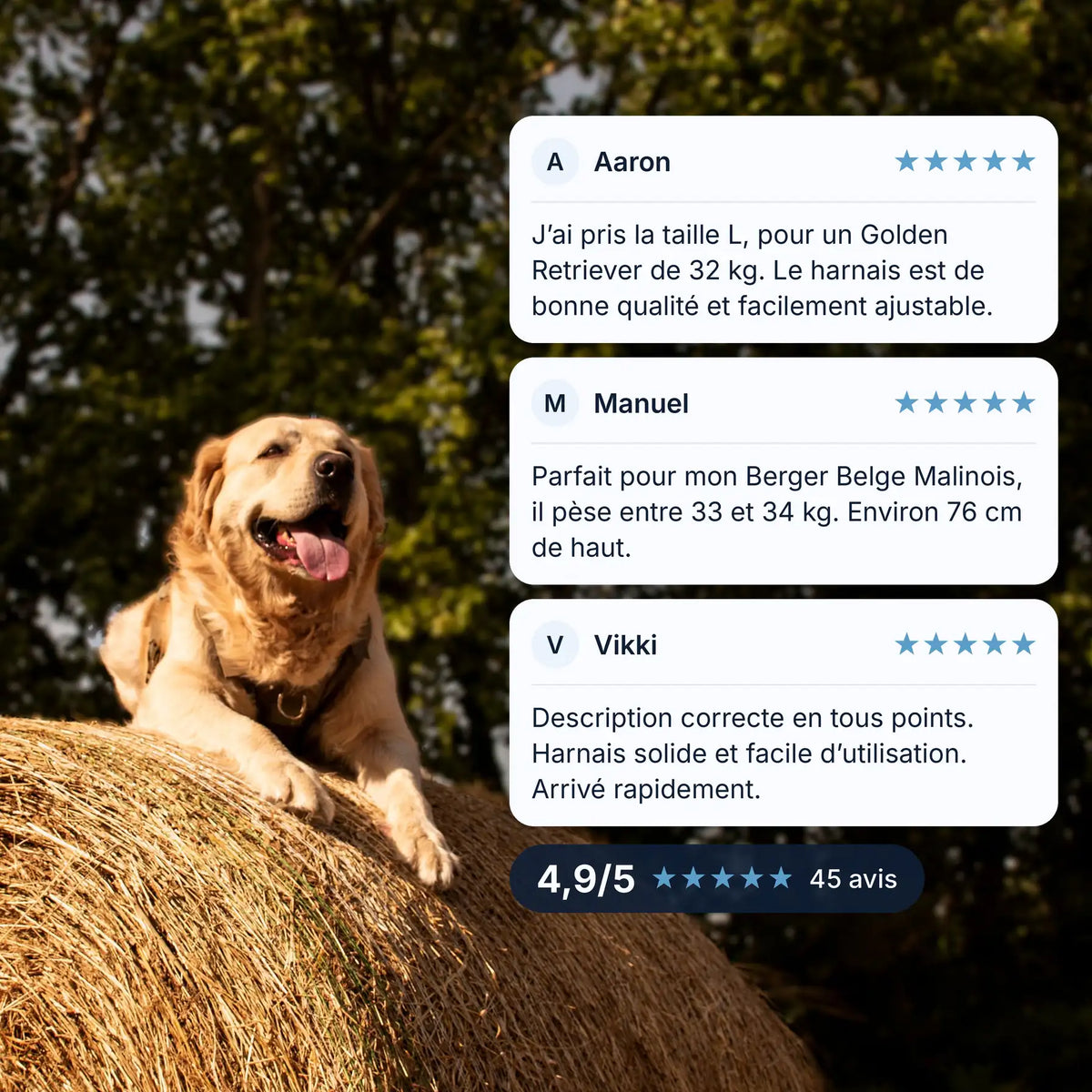 Harnais tactique chien porté par un golden retriever sur une botte de foin, avis clients 4,9/5