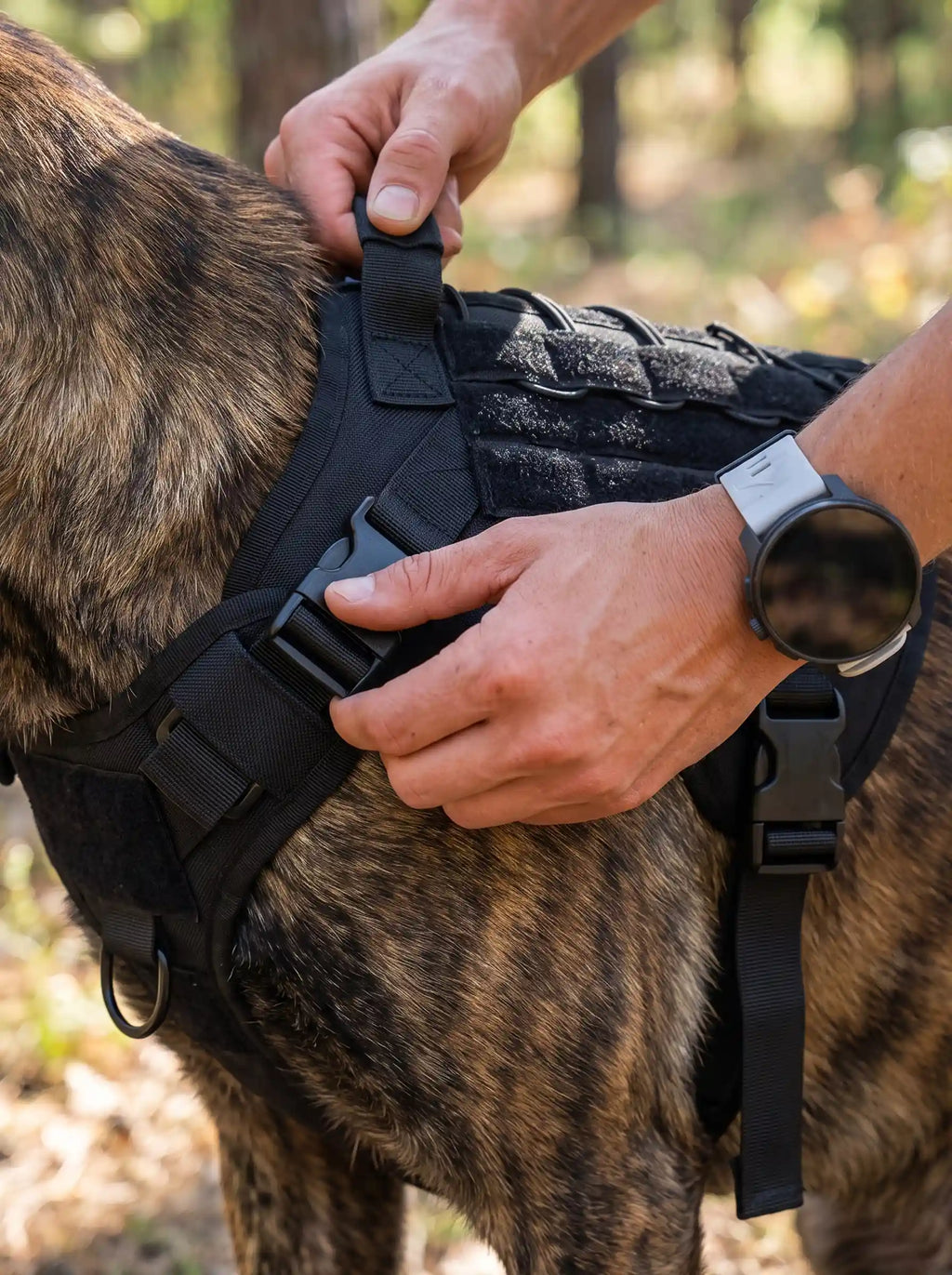Gros plan de mains ajustant la sangle et la boucle arrière du harnais militaire KARN Field noir sur un chien