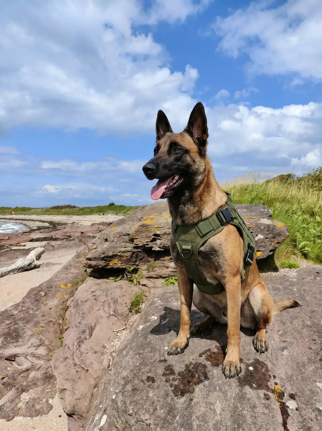 Berger Malinois assis sur un rocher avec le harnais militaire KARN Field vert kaki, clip de poitrine et anneau latéral visibles