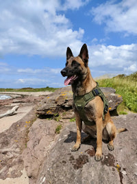 Berger Malinois assis sur un rocher avec le harnais militaire KARN Field vert kaki, clip de poitrine et anneau latéral visibles