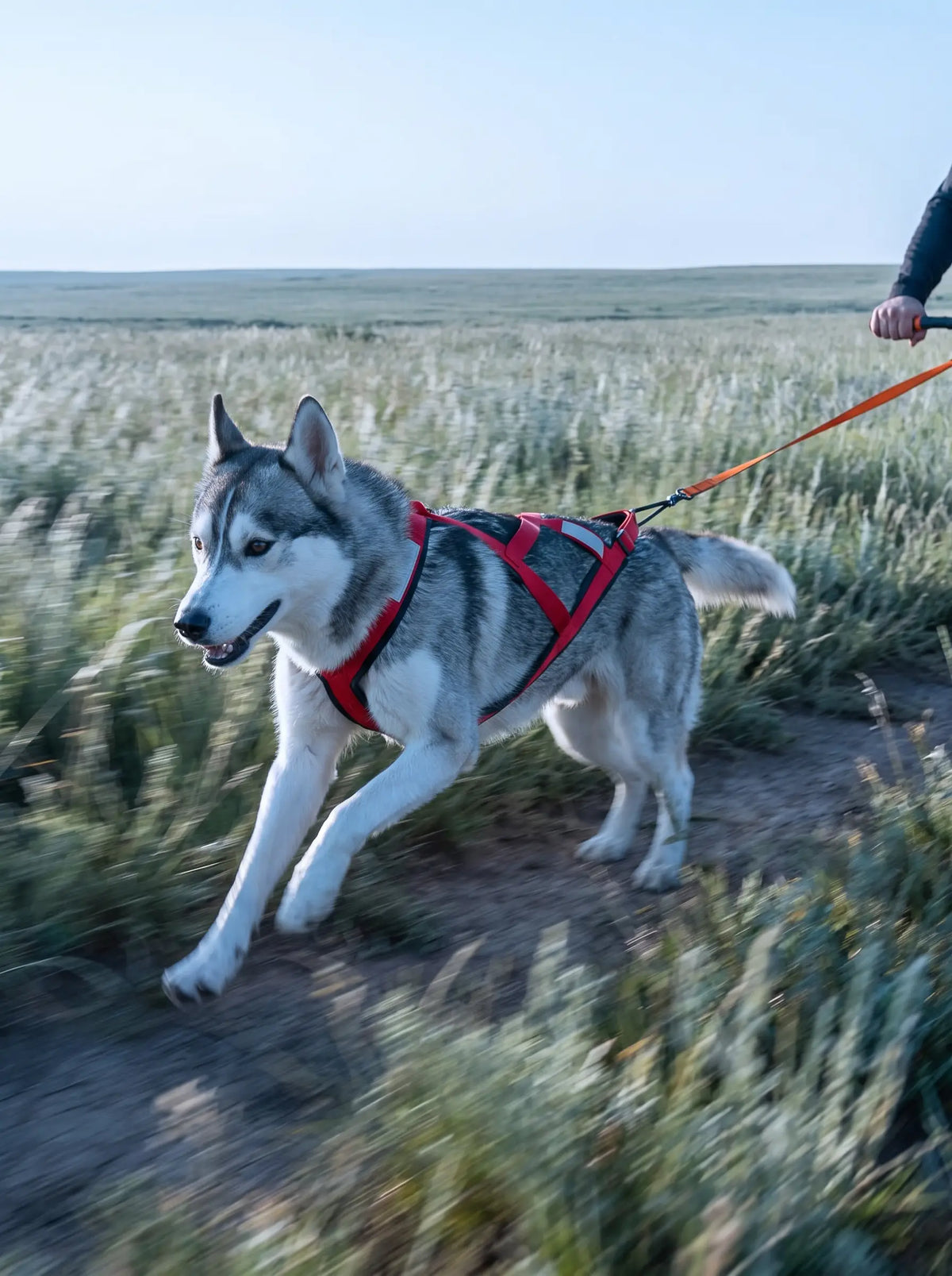 Husky sibérien en mouvement dans un champ de blé, équipé du harnais canicross KARN rouge et noir avec bandes réfléchissantes