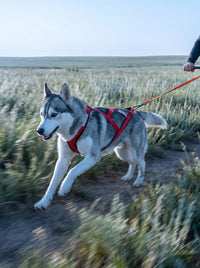 Husky sibérien en mouvement dans un champ de blé, équipé du harnais canicross KARN rouge et noir avec bandes réfléchissantes