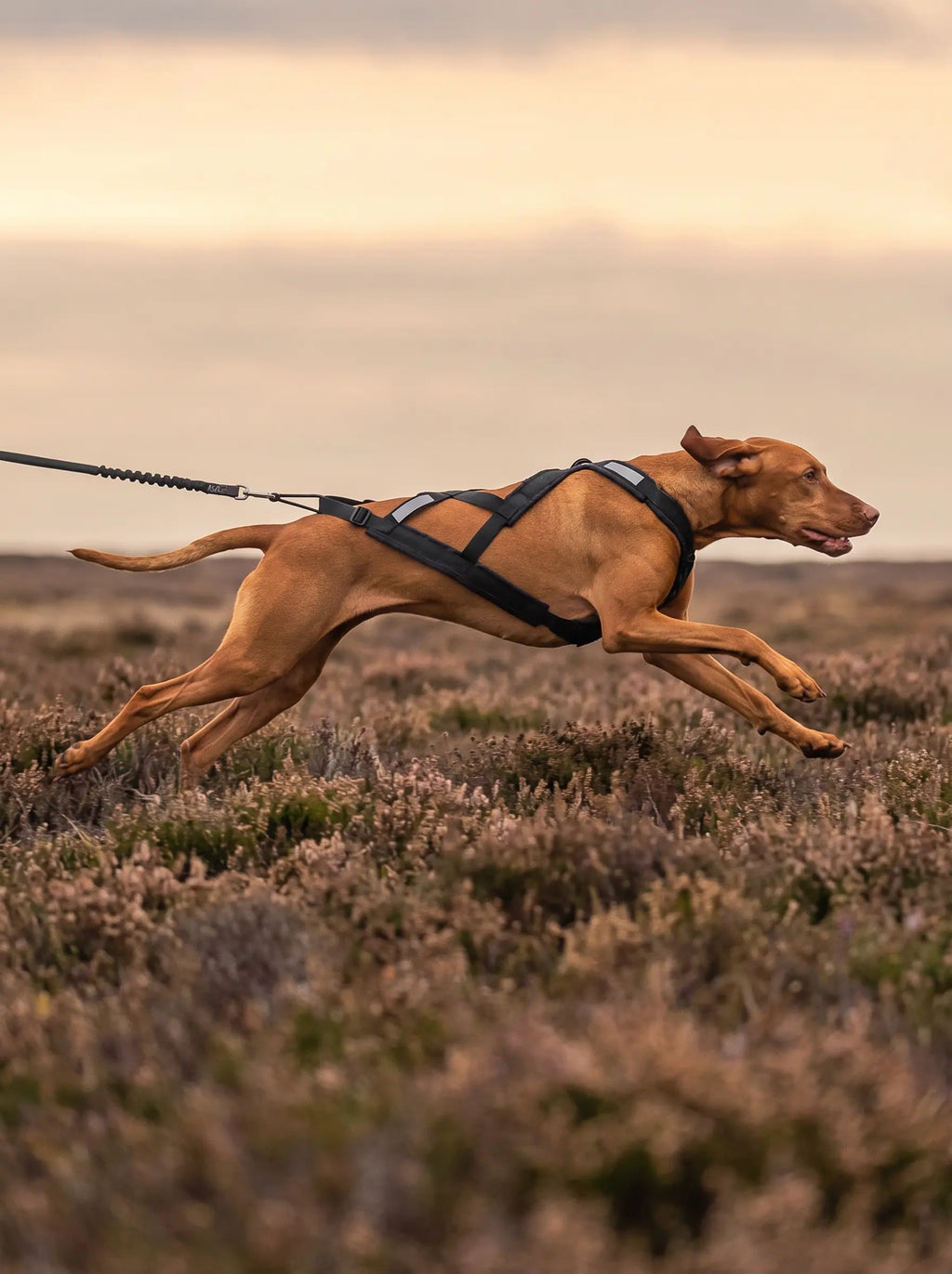 Chien de race Vizsla en pleine course sur une lande à bruyère, portant le harnais canicross KARN noir avec sangles croisées en X