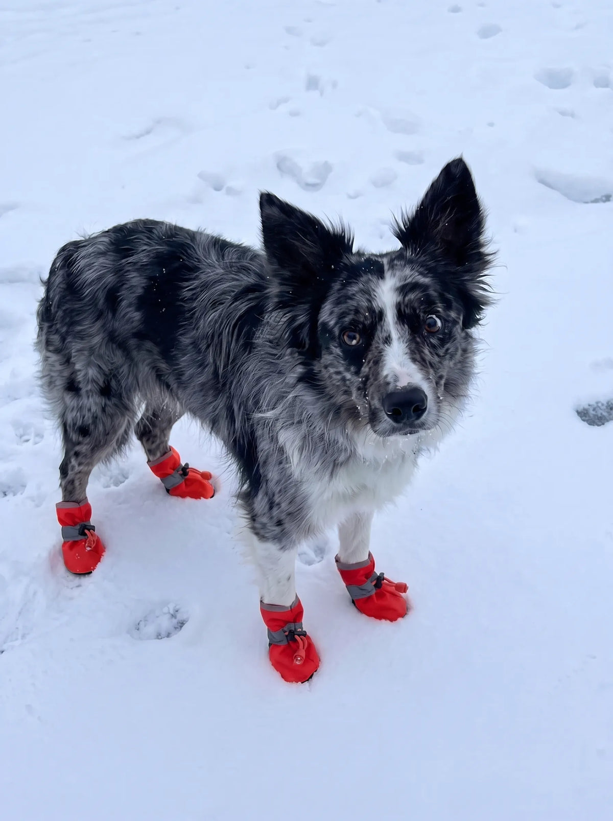 Chien portant les bottines d'hiver KARN Frost rouge en balade dans la neige