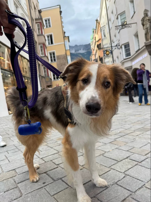 Chien tenu en laisse anti-traction élastique violette dans une rue piétonne en montagne