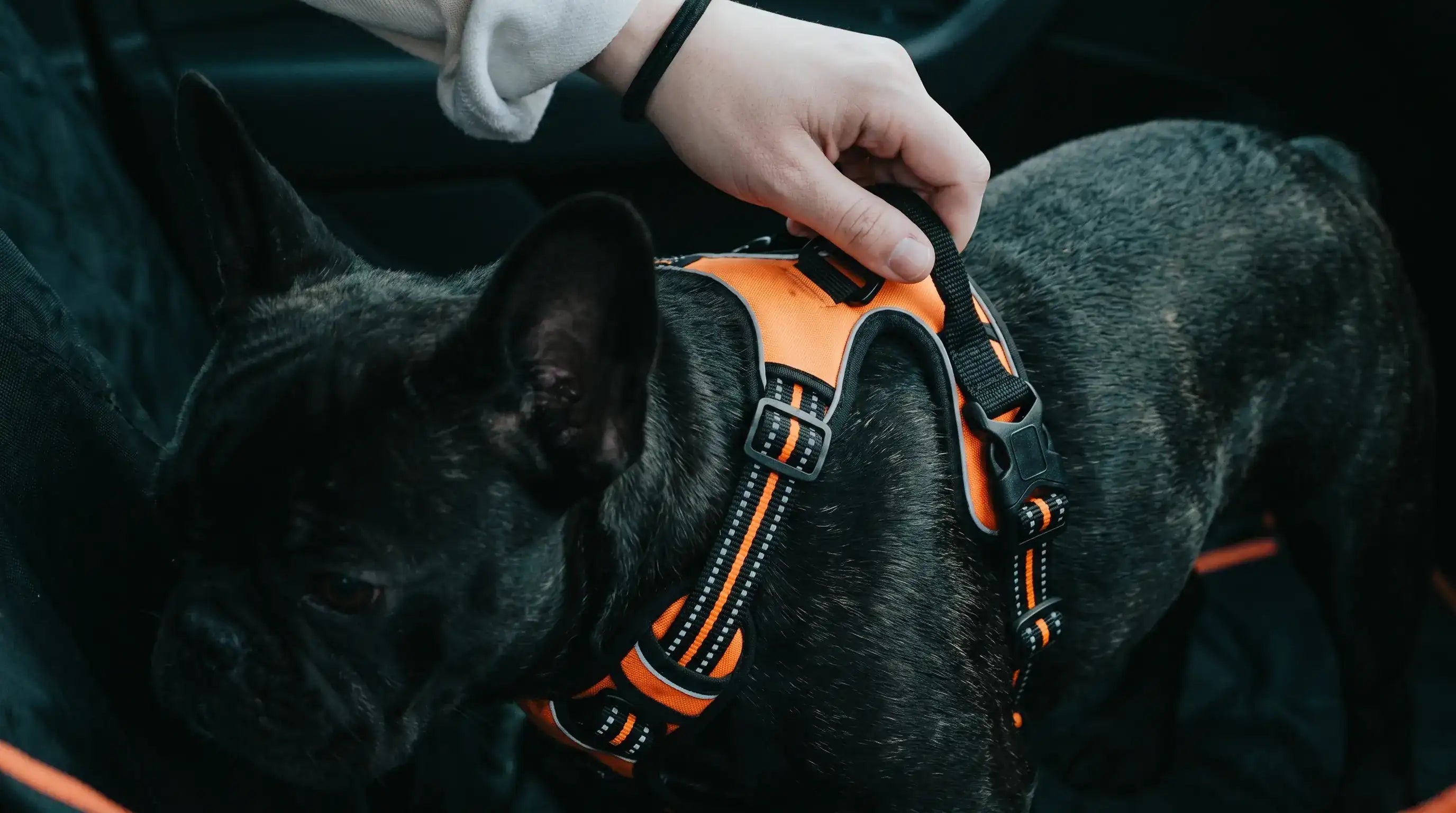 Main saisissant la poignée dorsale d'un harnais KARN Force orange sur un chien noir — une main suffit, la situation est gérée