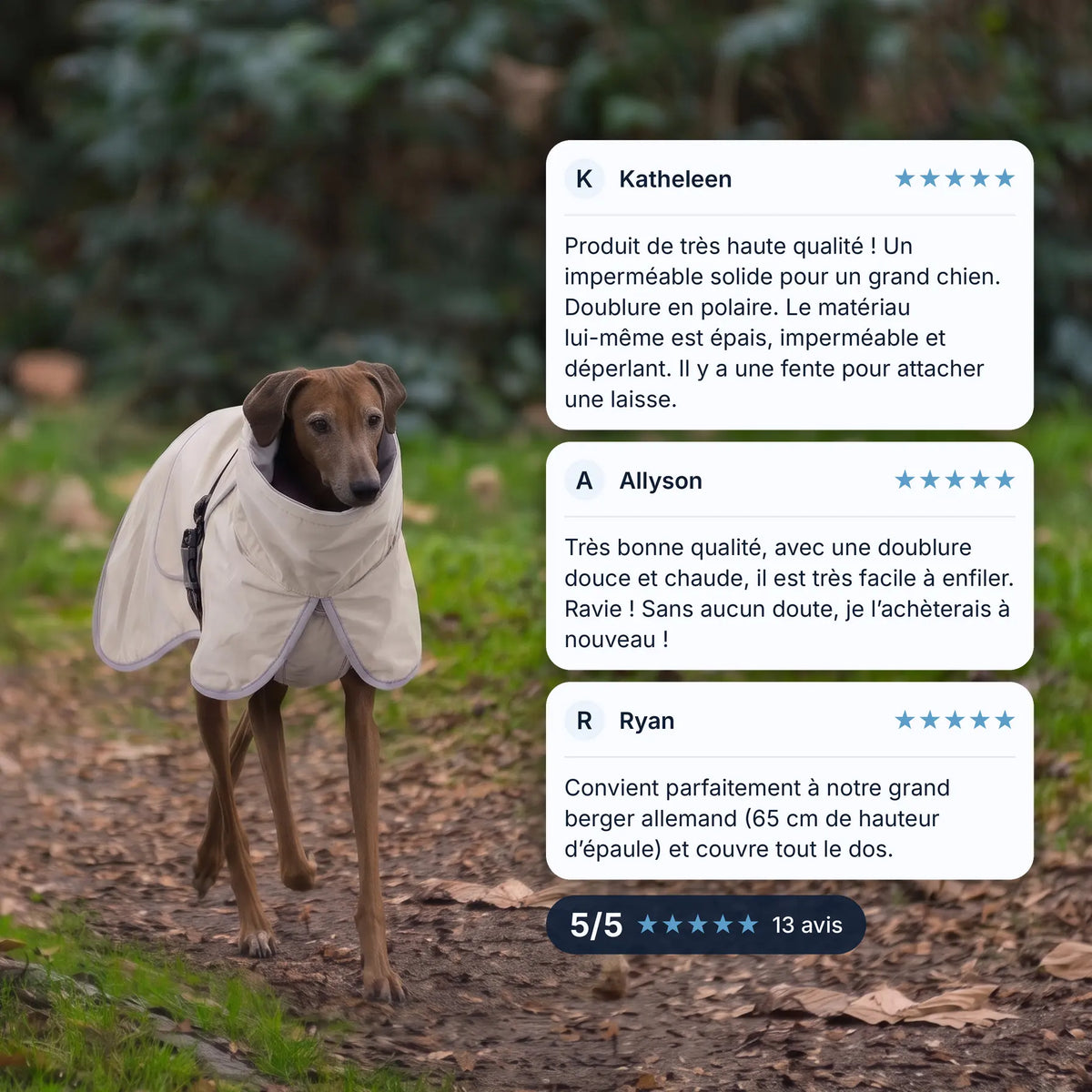 Manteau chien beige imperméable porté par un lévrier sur un sentier de feuilles, avis clients 5/5