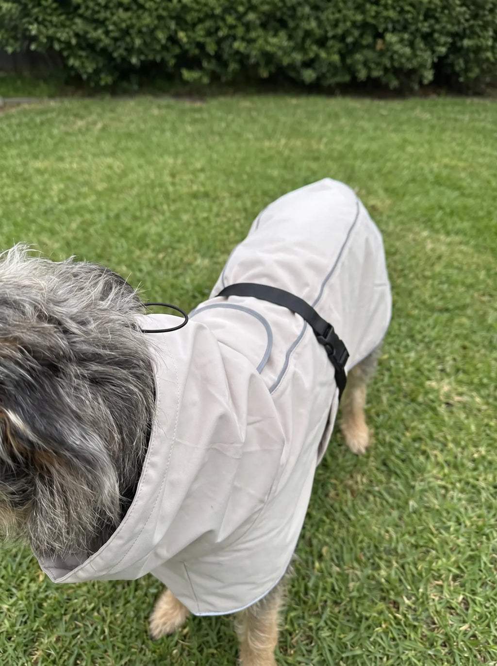 Chien à poil long gris sur une pelouse portant le manteau chien beige KARN Nord, sangle ventrale et liseré réfléchissant