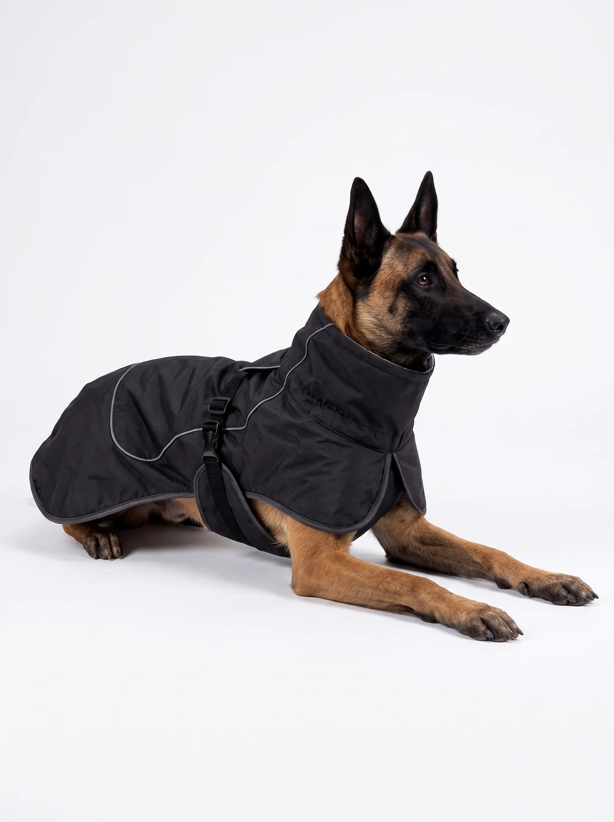 Berger belge Malinois allongé portant le manteau chien noir KARN Nord, col montant, sangle ventrale et liseré réfléchissant