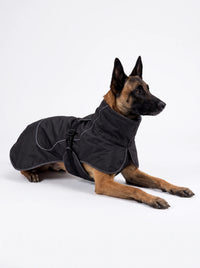 Berger belge Malinois allongé portant le manteau chien noir KARN Nord, col montant, sangle ventrale et liseré réfléchissant