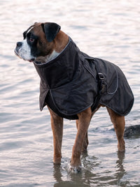 Boxer debout dans l'eau portant le manteau chien noir KARN Nord, col montant et liseré réfléchissant
