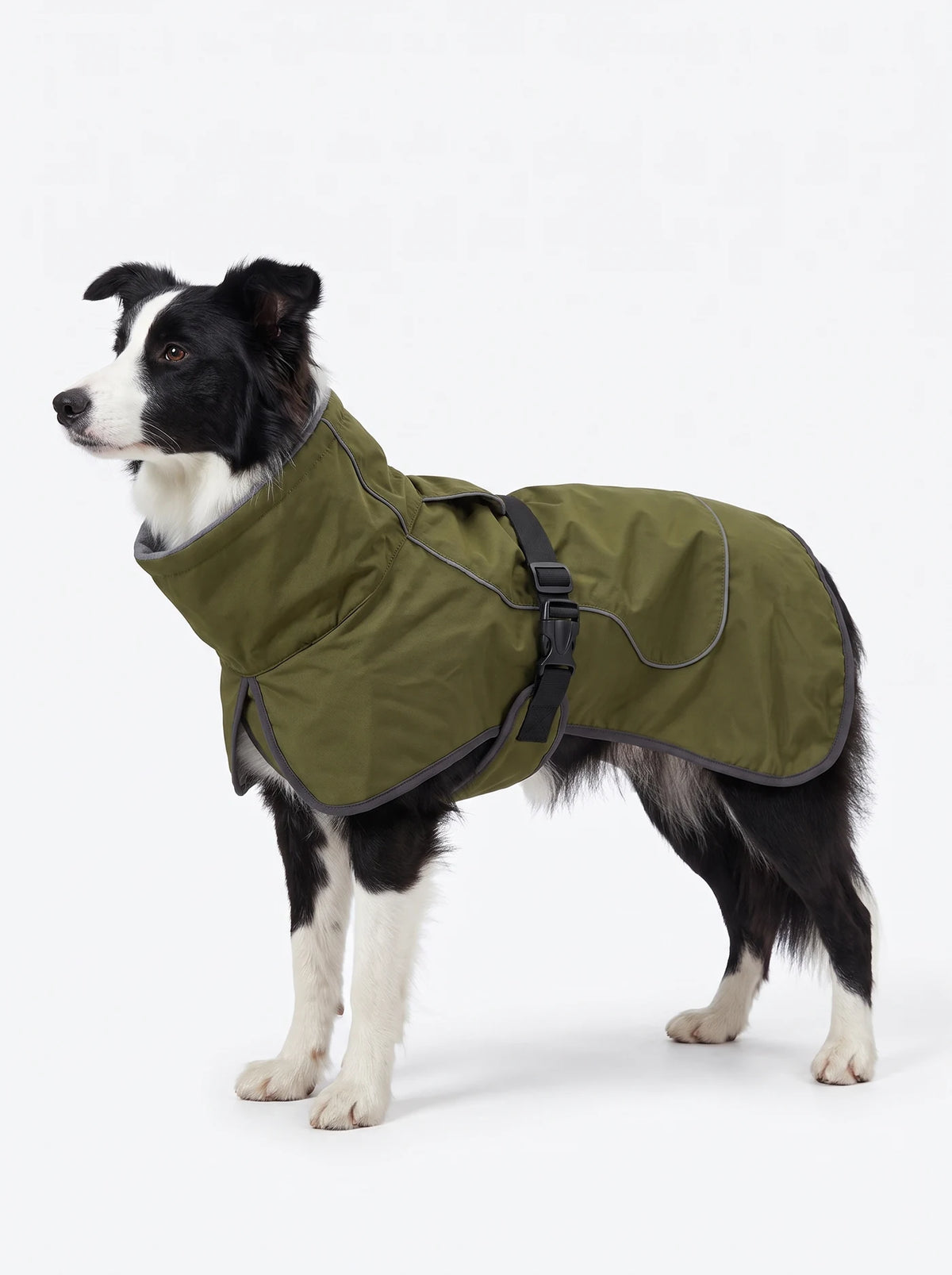 Border collie portant le manteau chien vert KARN Nord, sangle ventrale à boucle et liseré réfléchissant