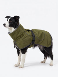 Border collie portant le manteau chien vert KARN Nord, sangle ventrale à boucle et liseré réfléchissant