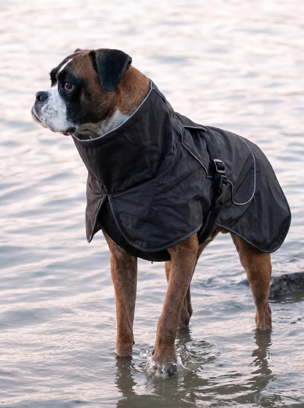 Manteau imperméable chien KARN Nord porté au bord de l'eau, sangle ventrale réglable, nuit des cimes