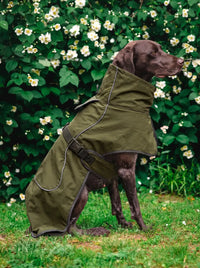 Manteau imperméable chien KARN Nord porté en extérieur, col montant et liseré réfléchissant, vert kaki