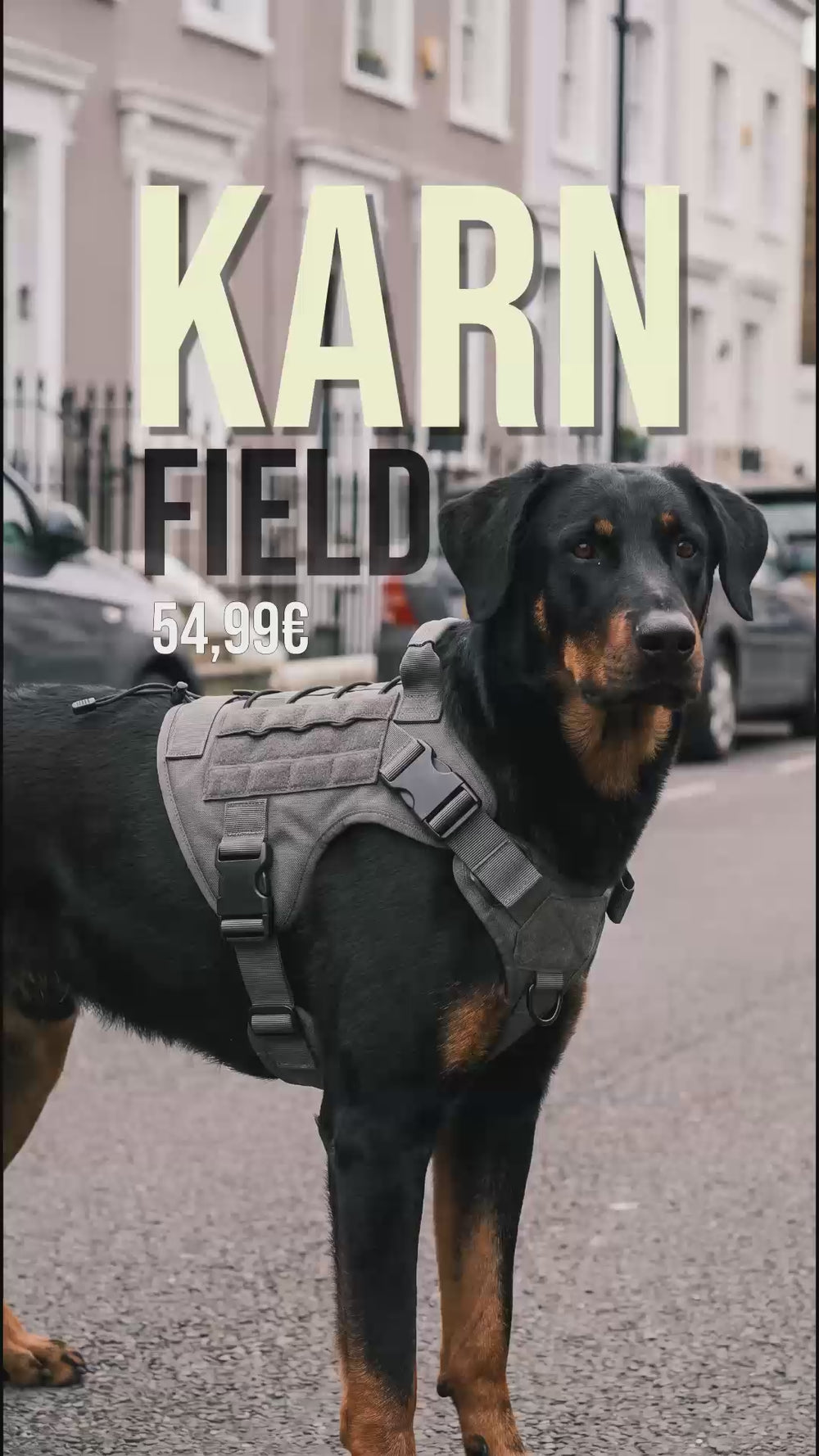 Harnais tactique chien KARN Field porté par un Rottweiler dans la rue