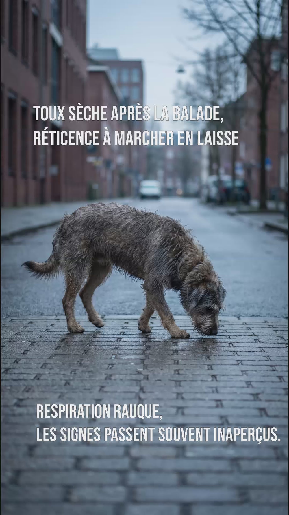 Chien en balade urbaine présentant des signes de toux, argument pour choisir un harnais anti traction chien