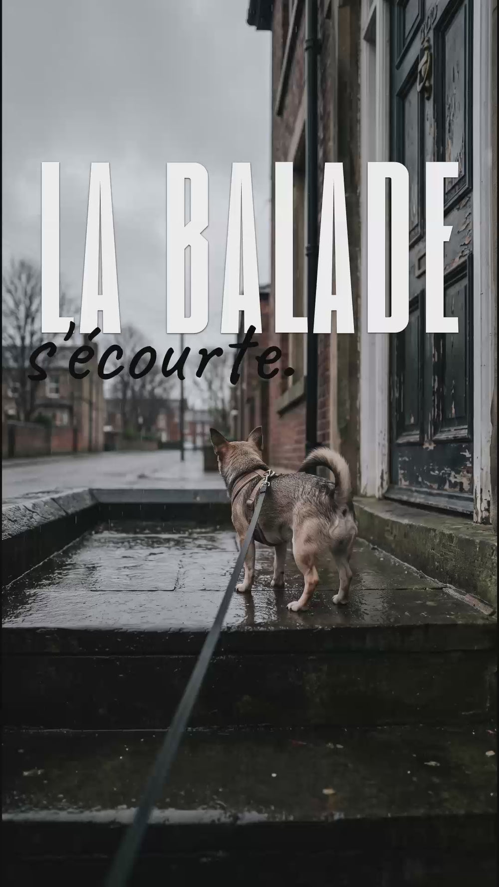 Chien en laisse sur un perron mouillé, texte la balade s'écourte