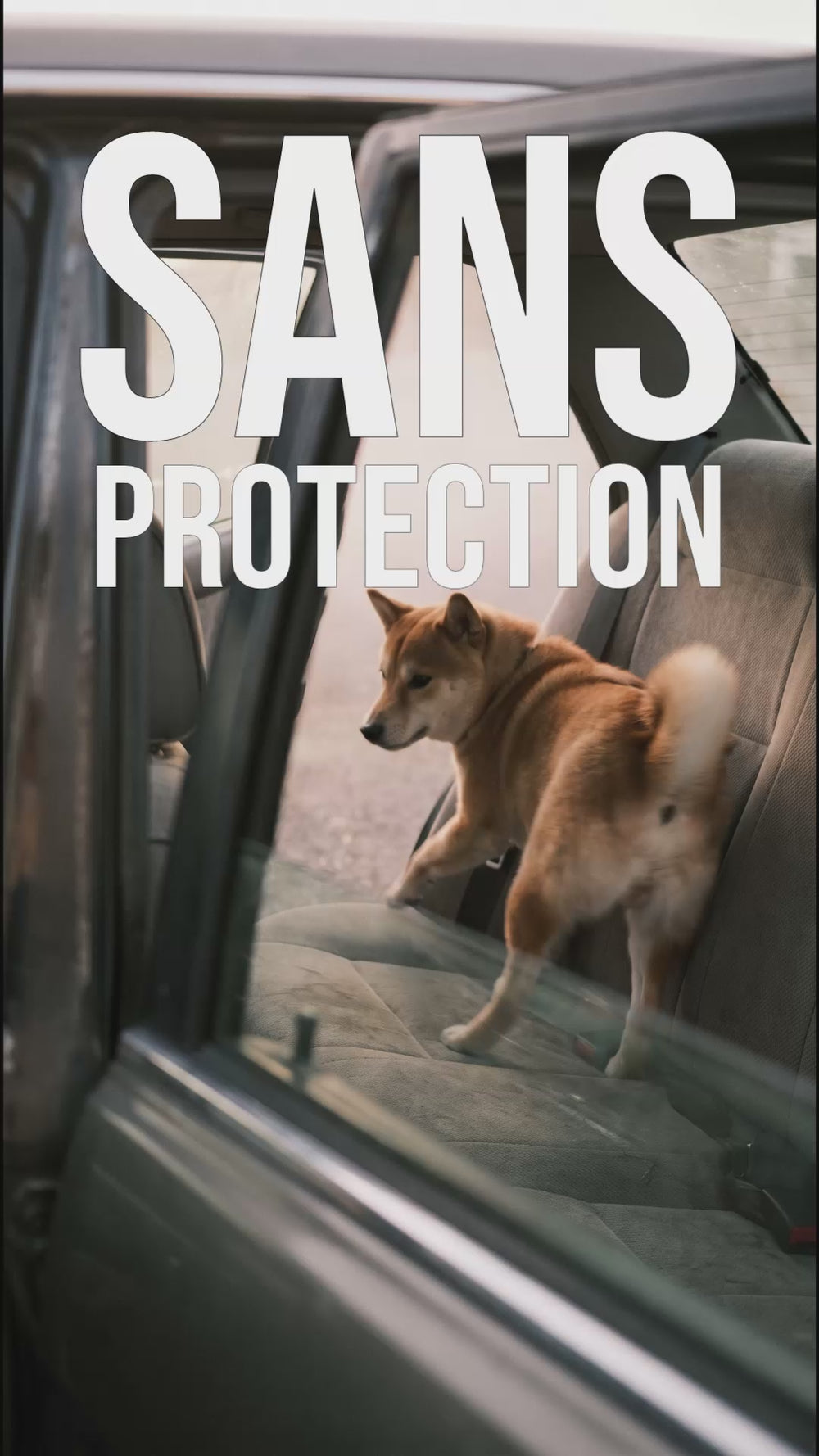Chien non attaché en voiture : interdiction par le code de la route