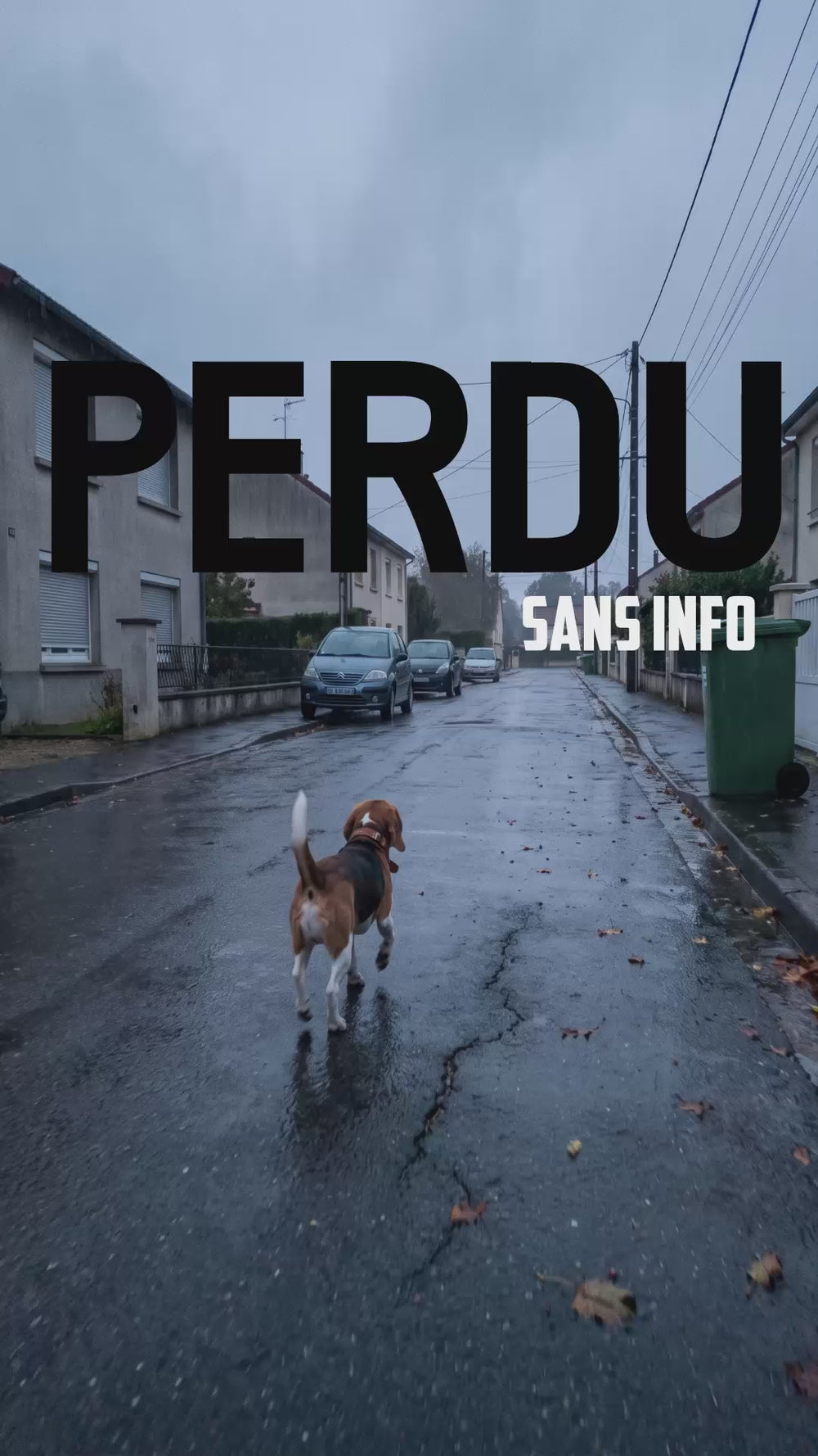Beagle seul qui trotte de dos au milieu d’une rue de lotissement mouillée sous un ciel de pluie, avec les mots “perdu” et “sans info” à l’écran.