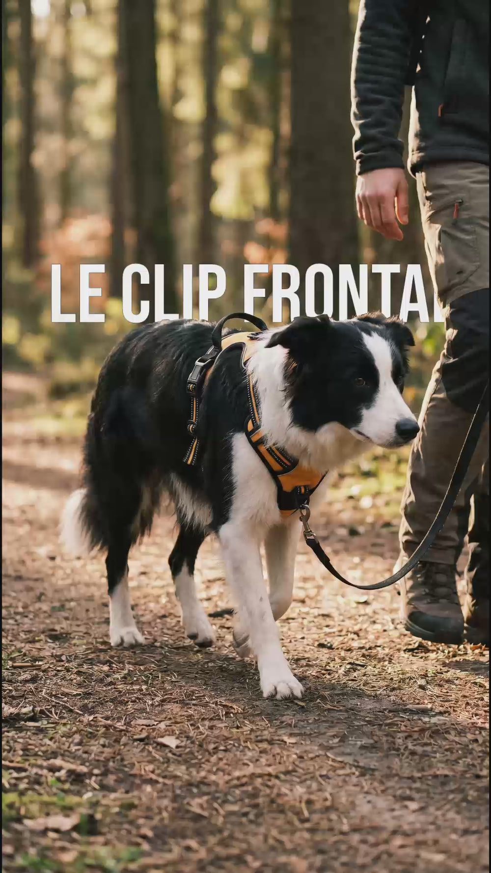 Border collie portant un harnais anti traction chien avec clip frontal qui redirige la force sur le côté