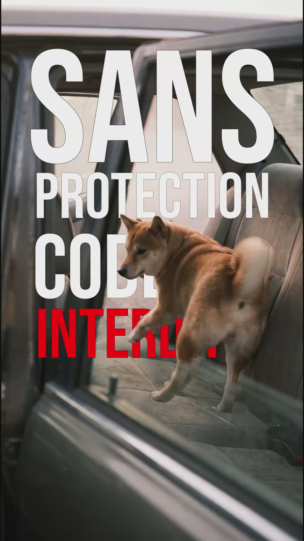 Chien projectile lors d'un freinage brusque en voiture sans ceinture