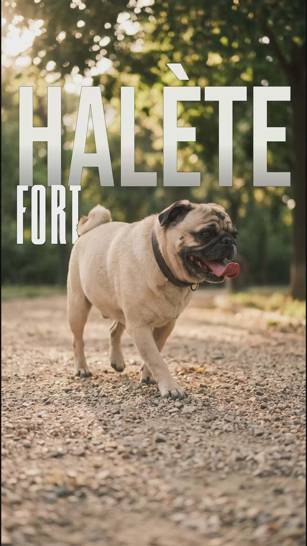 Carlin fauve haletant fort langue tirée sur un chemin de gravier, texte halète fort en surimpression
