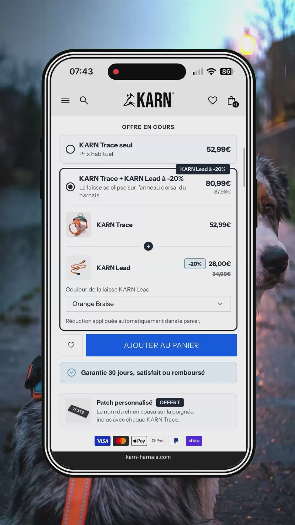 Harnais personnalisé chien orange en forme de Y avec clip frontal métallique, porté par un berger australien qui marche vers la caméra sur un chemin mouillé au bord d’un canal.