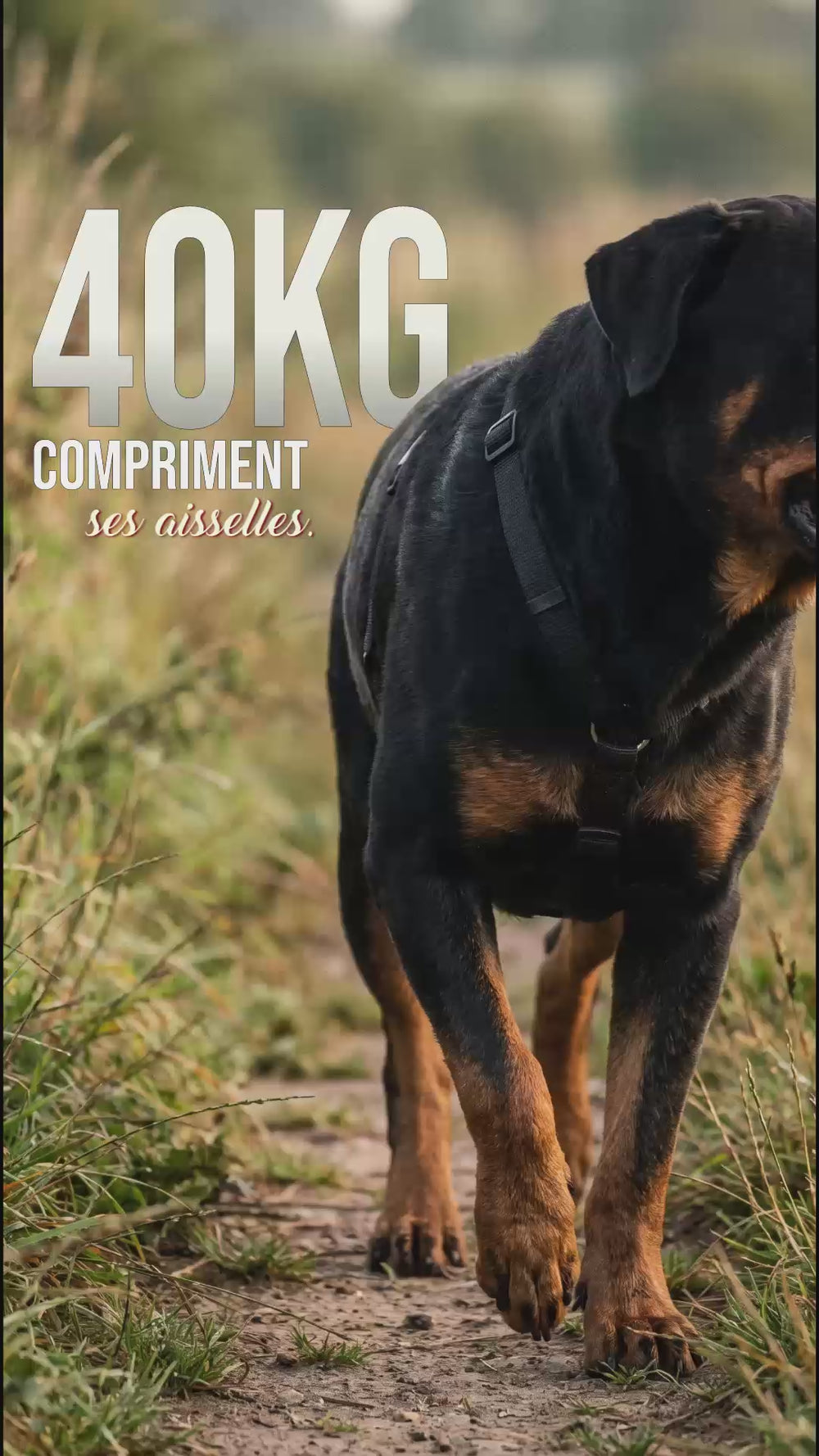 Rottweiler 40 kg portant un harnais qui comprime les aisselles