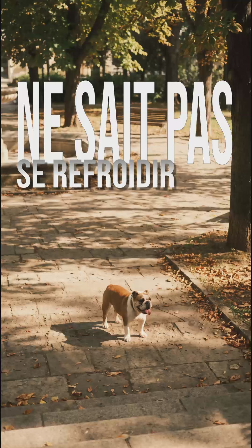 Bulldog anglais essoufflé dans un parc, texte ne sait pas se refroidir sur fond d'allée arborée