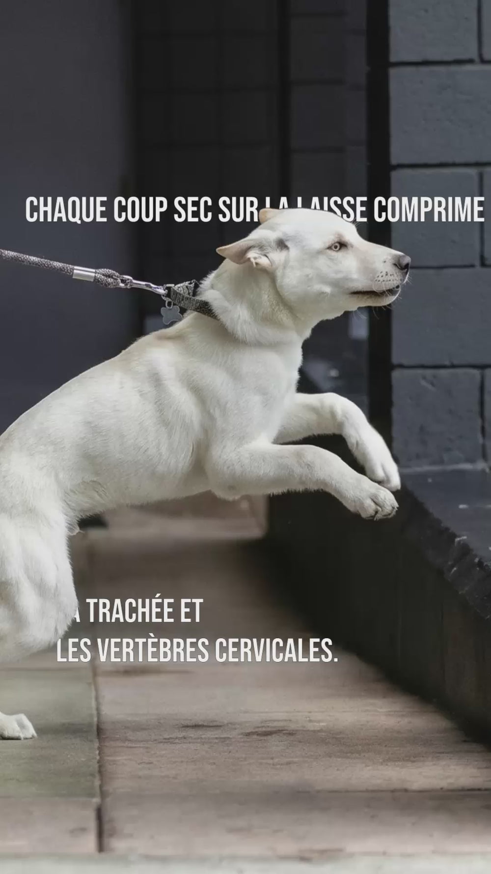 Chien blanc tirant sur la laisse attachée au collier, risque de compression cervicale sans harnais anti traction chien