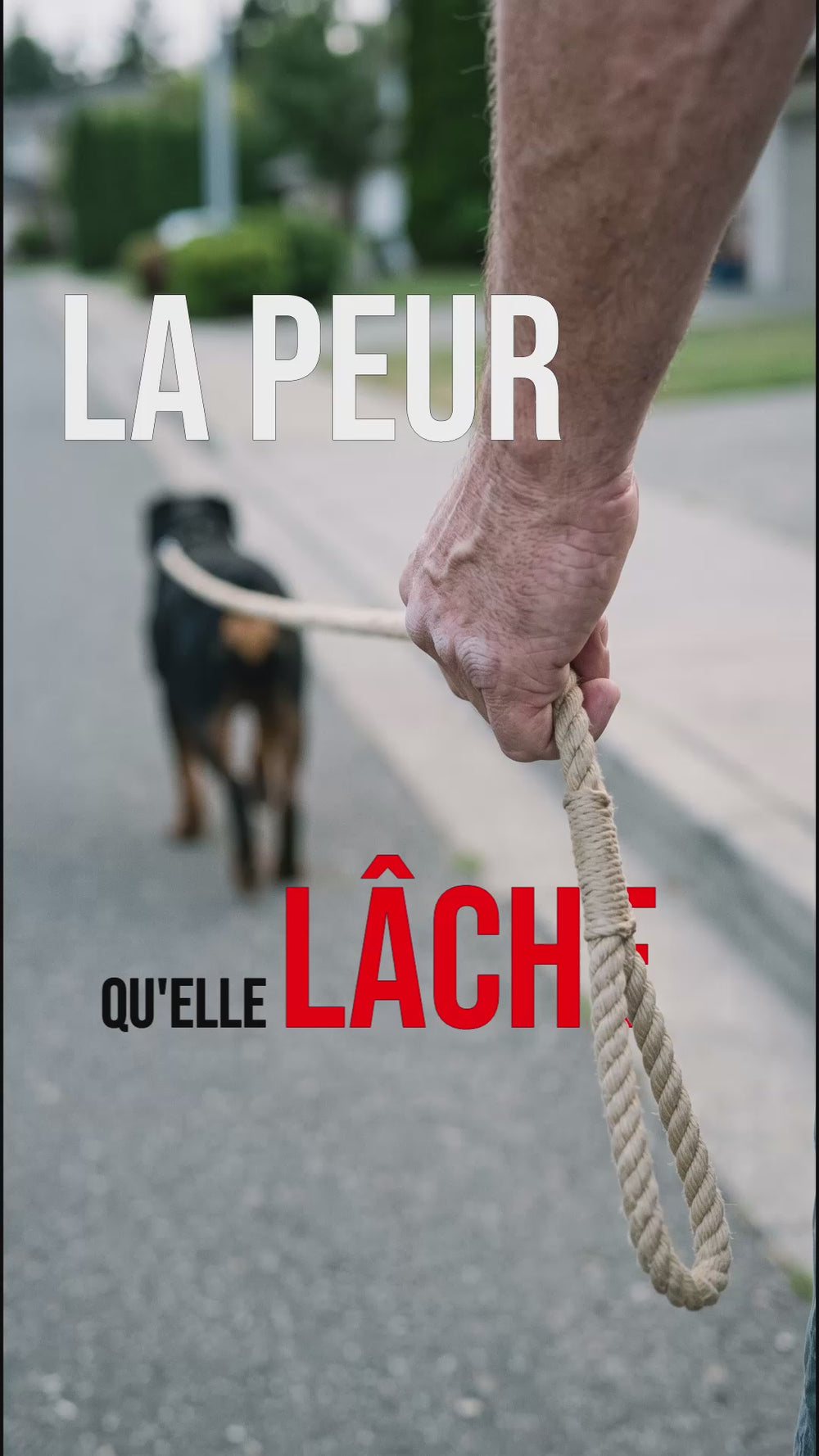 Laisse anti-choc chien : la peur que la laisse lâche en pleine traction