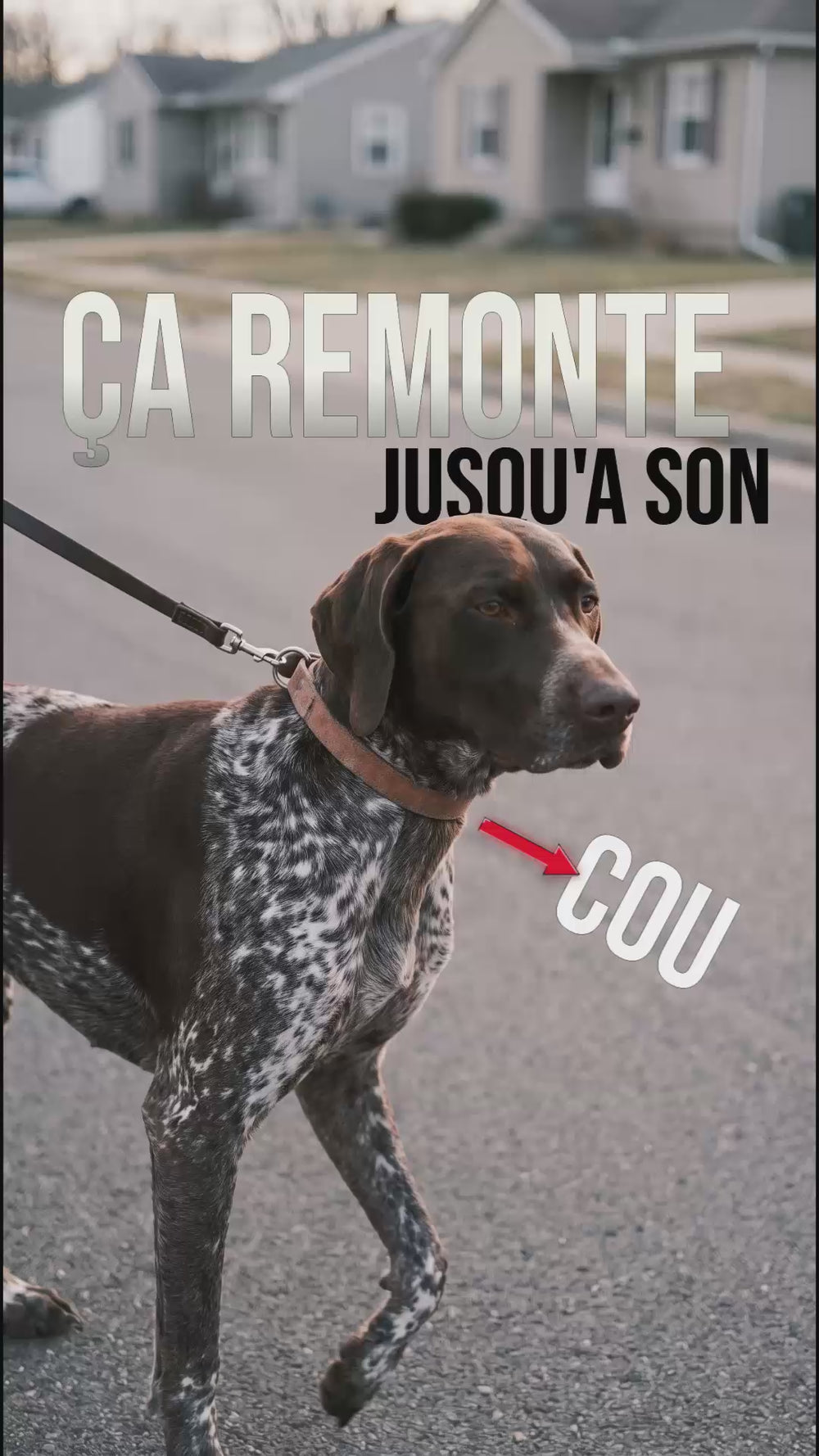 Laisse anti-choc chien : le collier remonte et serre le cou en tirant