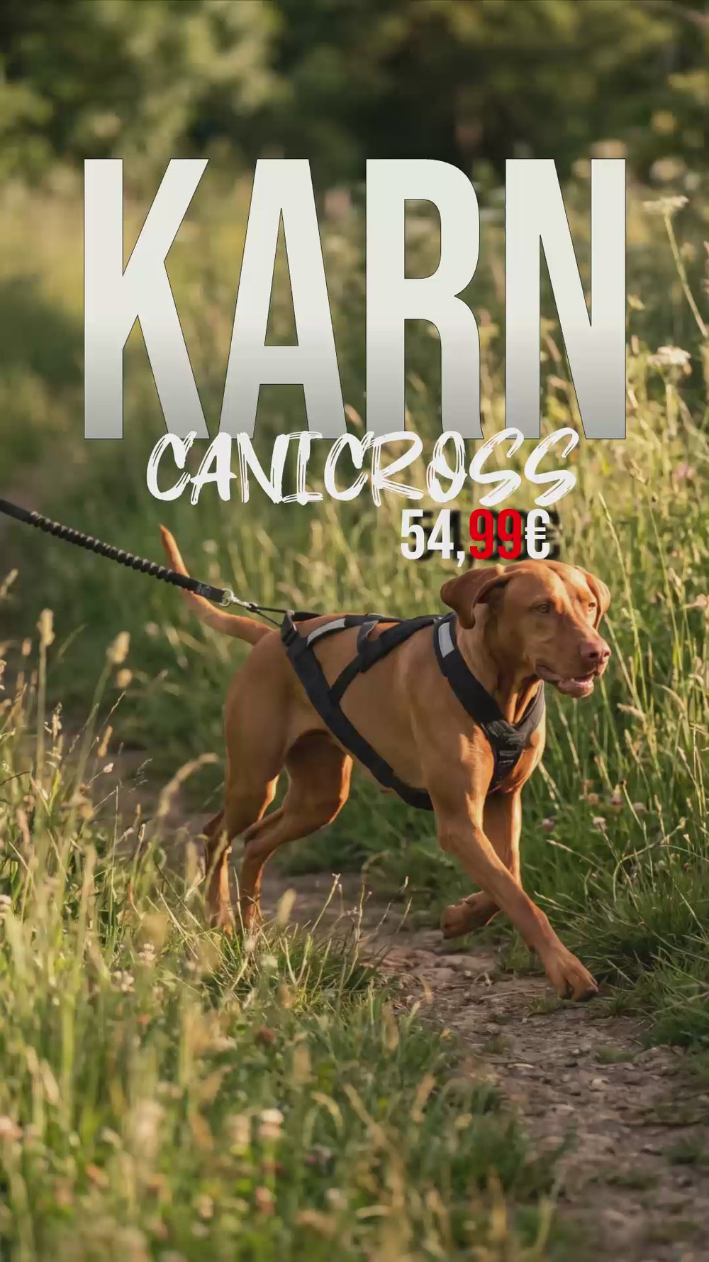 Chien portant le harnais canicross KARN Canicross en pleine course