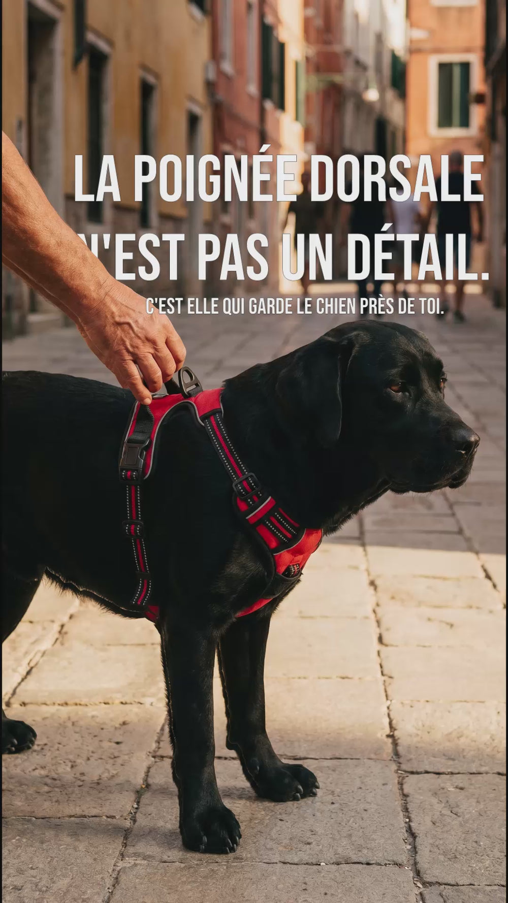 Logo de la marque KARN harnais anti traction chien, pour les chiens qui méritent mieux