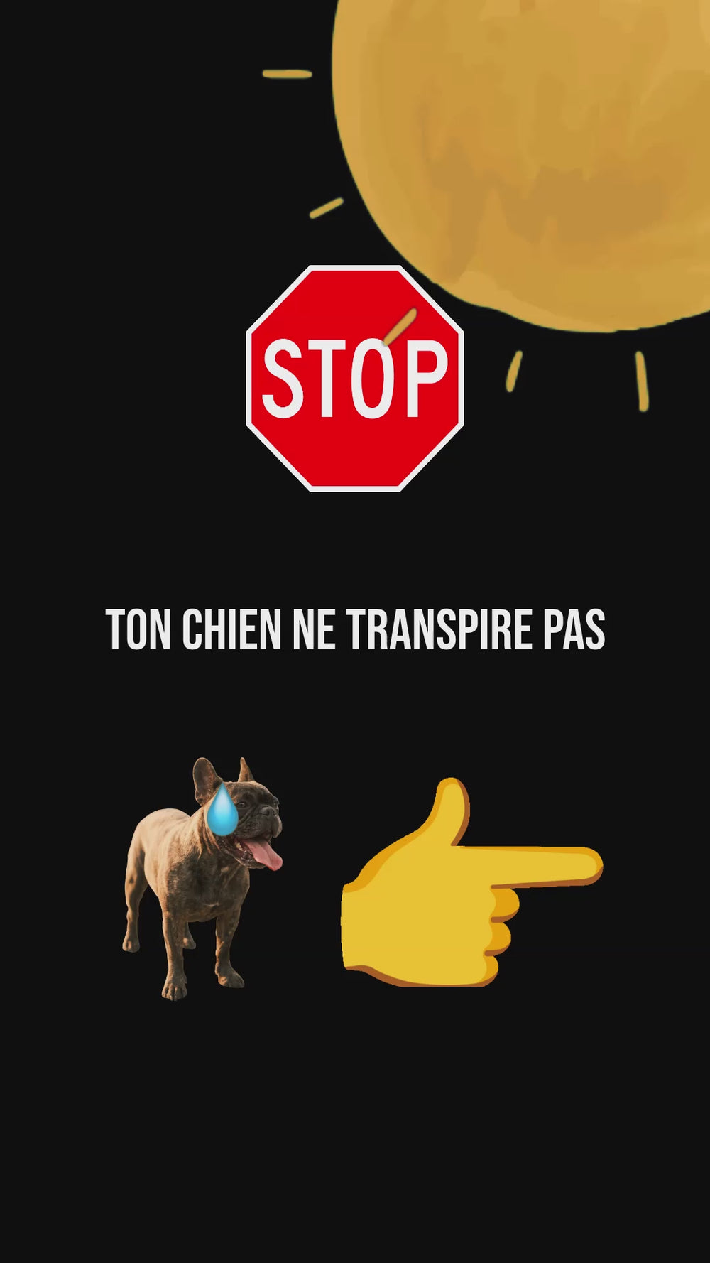 Gilet rafraîchissant chien : bouledogue français haletant, les chiens ne transpirent pas et ne peuvent que haleter